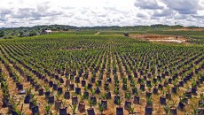 Olio di palma in Romagna ( da “Terra” quotidiano ecologista 18 novembre 2010) La centrale elettrica Unigrà (49,6 MW elettrici) realizzata a Conselice (RA), è un esempio illuminante di ciò che non si deve fare...