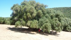 Cispadana,uno scempio arriva in Regione il progetto per la nuova arteria da 1,2 miliardi di euro:Servono ipotesi alternative di Paolo Galletti ( da “Terra” del 26 gennaio 2011) Il progetto della...